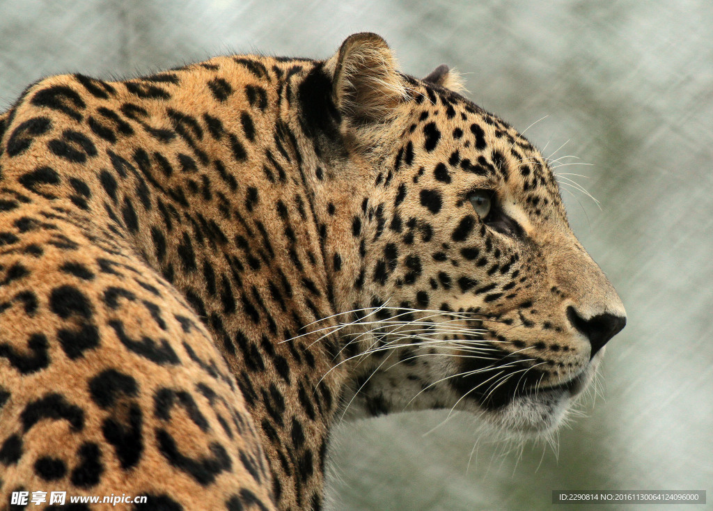 豹子 豹 猎豹 野生豹子 野生