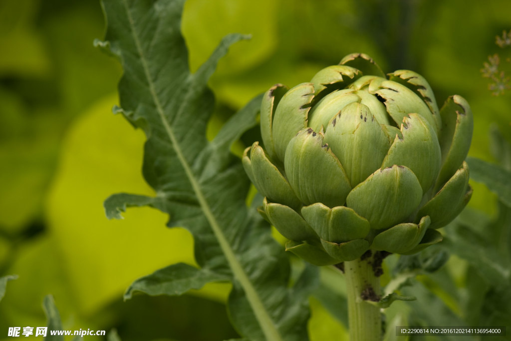 洋蓟 蔬菜 天然绿色食品 营养