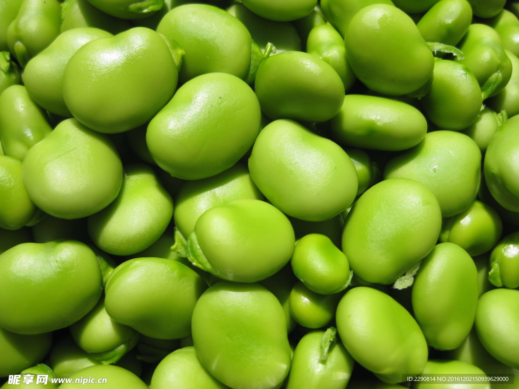 蚕豆 蚕豆角 新鲜蚕豆 嫩蚕豆