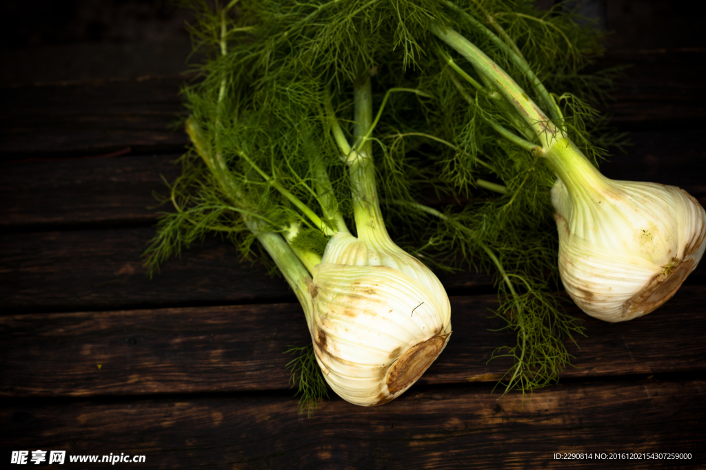 茴香 南方茴香 小茴香 蔬菜