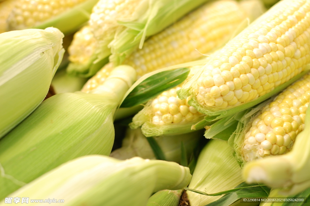 玉米 苞米 玉米晾晒 干玉米