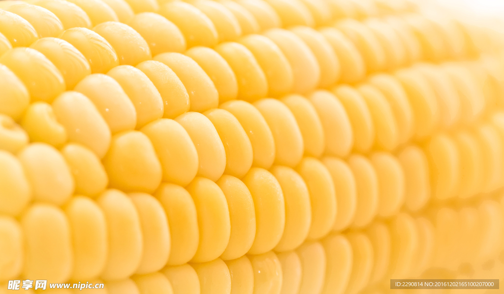 玉米 苞米 玉米晾晒 干玉米