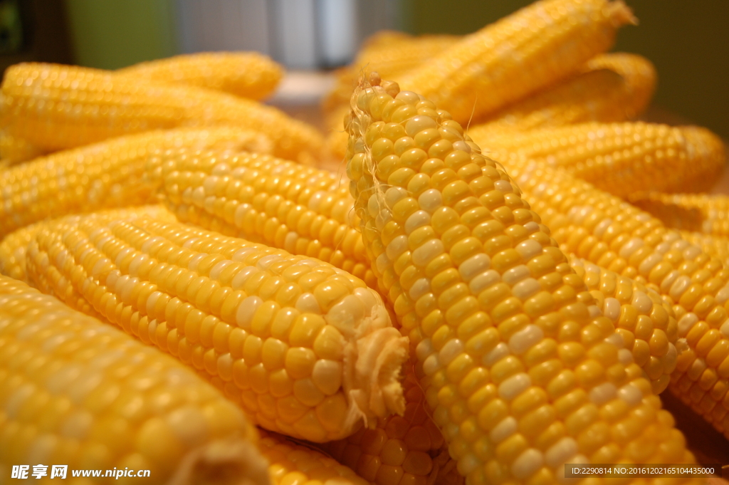 玉米 苞米 玉米晾晒 干玉米