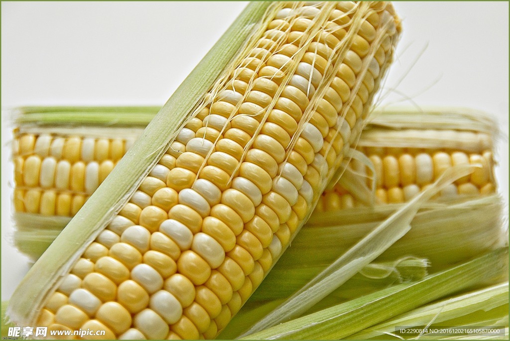 玉米 苞米 玉米晾晒 干玉米