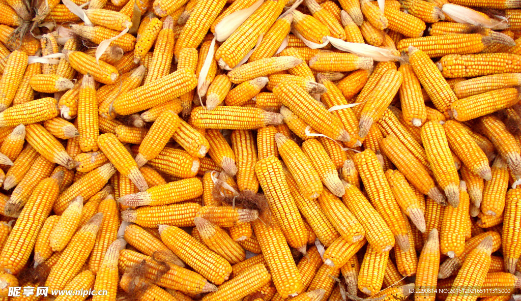 玉米 苞米 玉米晾晒 干玉米