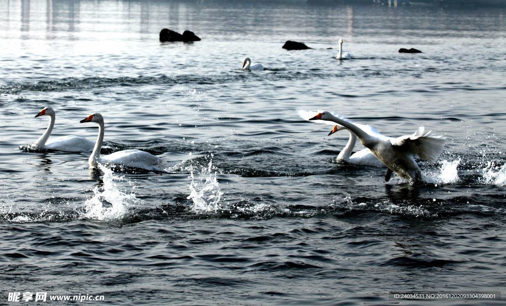 天鹅湖中的天鹅