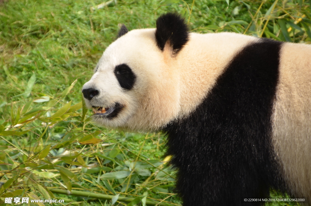 熊猫 四川熊猫基地 国宝 大熊
