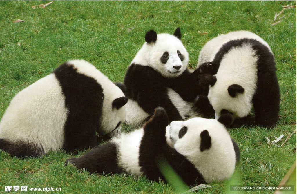 熊猫 四川熊猫基地 国宝 大熊