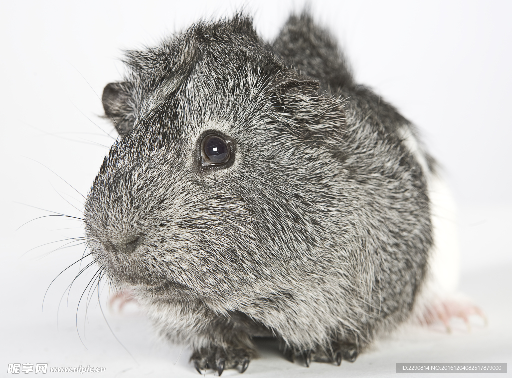 宠物 鼠 仓鼠 动物 小仓鼠