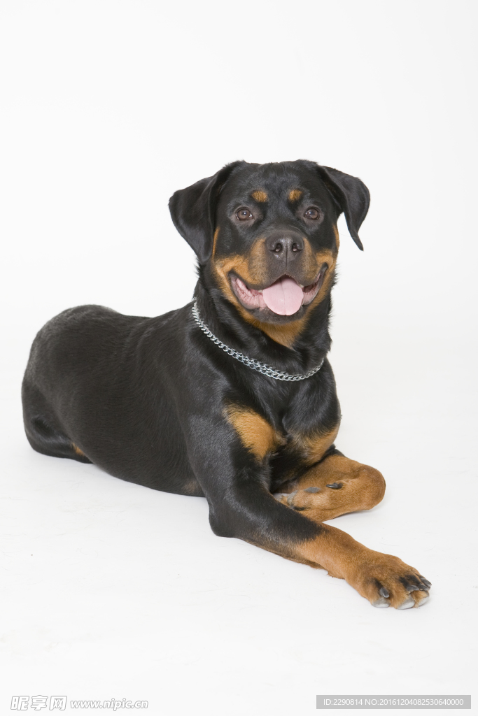 狗 宠物 可爱 朋友 忠诚