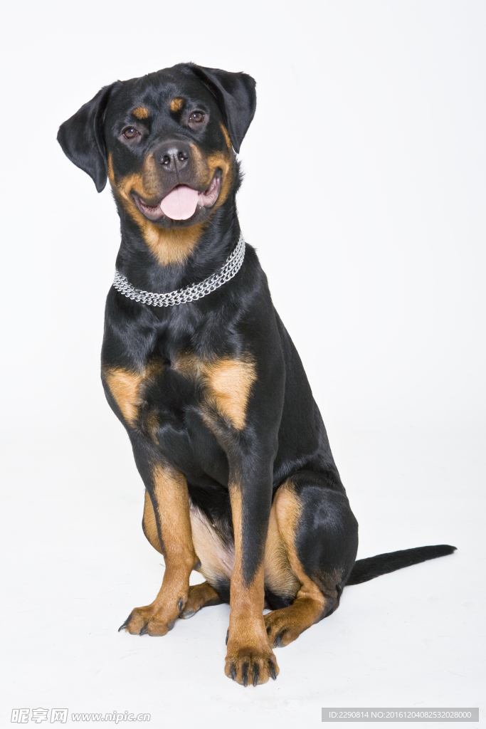 狗 宠物 可爱 朋友 忠诚