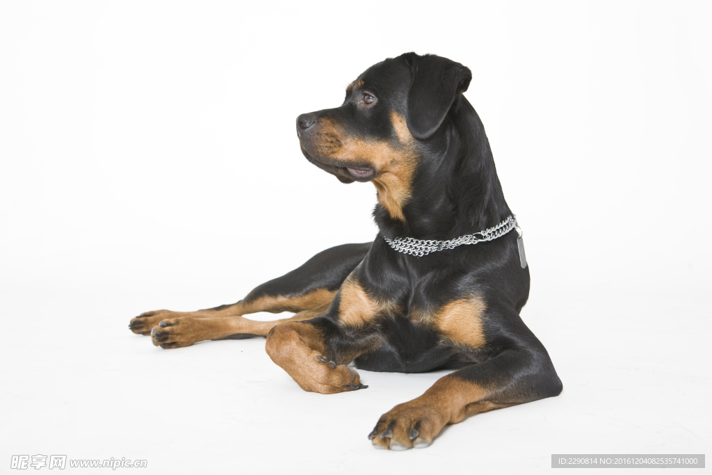 狗 宠物 可爱 朋友 忠诚