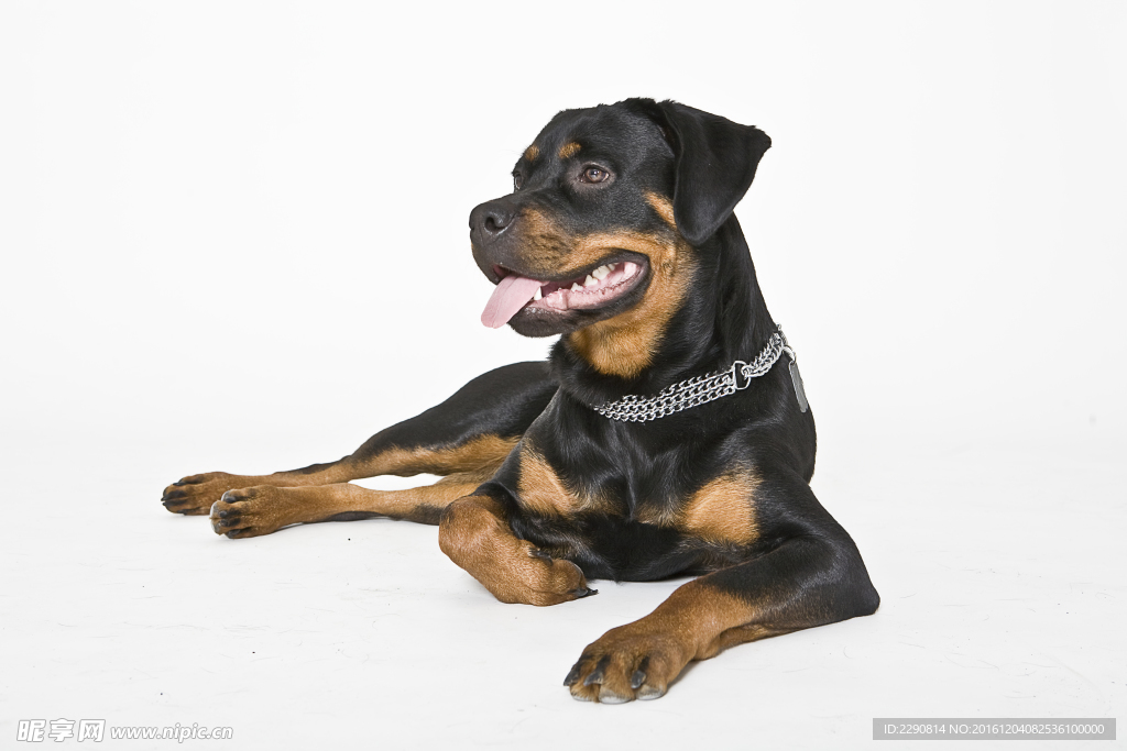 狗 宠物 可爱 朋友 忠诚