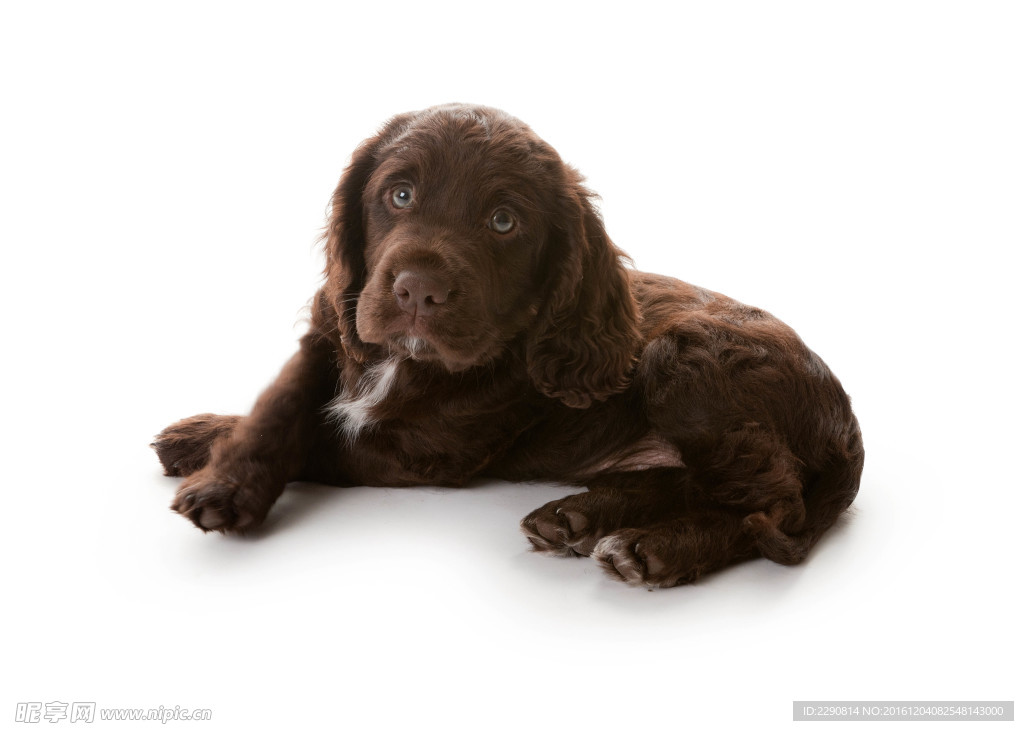 狗 宠物 可爱 朋友 忠诚