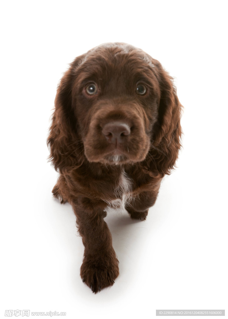 狗 宠物 可爱 朋友 忠诚