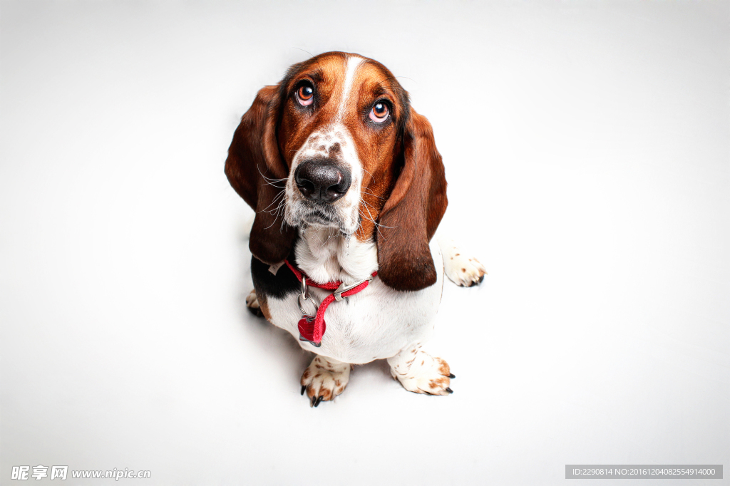 狗 宠物 可爱 朋友 忠诚