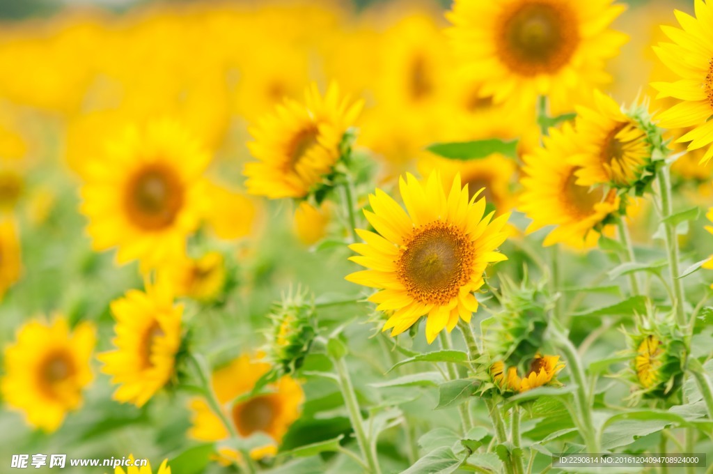 葵花 向日葵 向阳花 黄色花