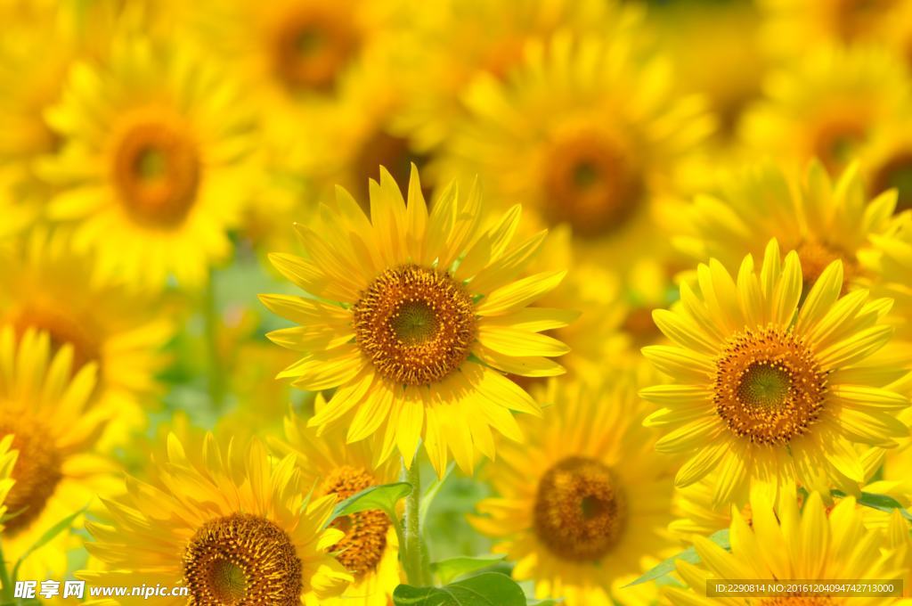葵花 向日葵 向阳花 黄色花