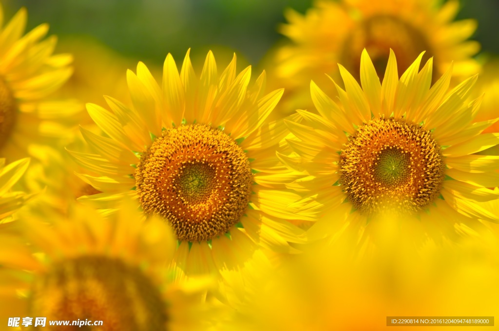 葵花 向日葵 向阳花 黄色花