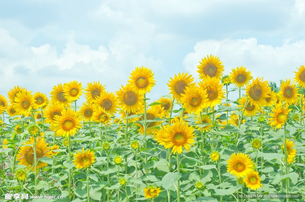 向日葵 葵花 花 向日 瓜子