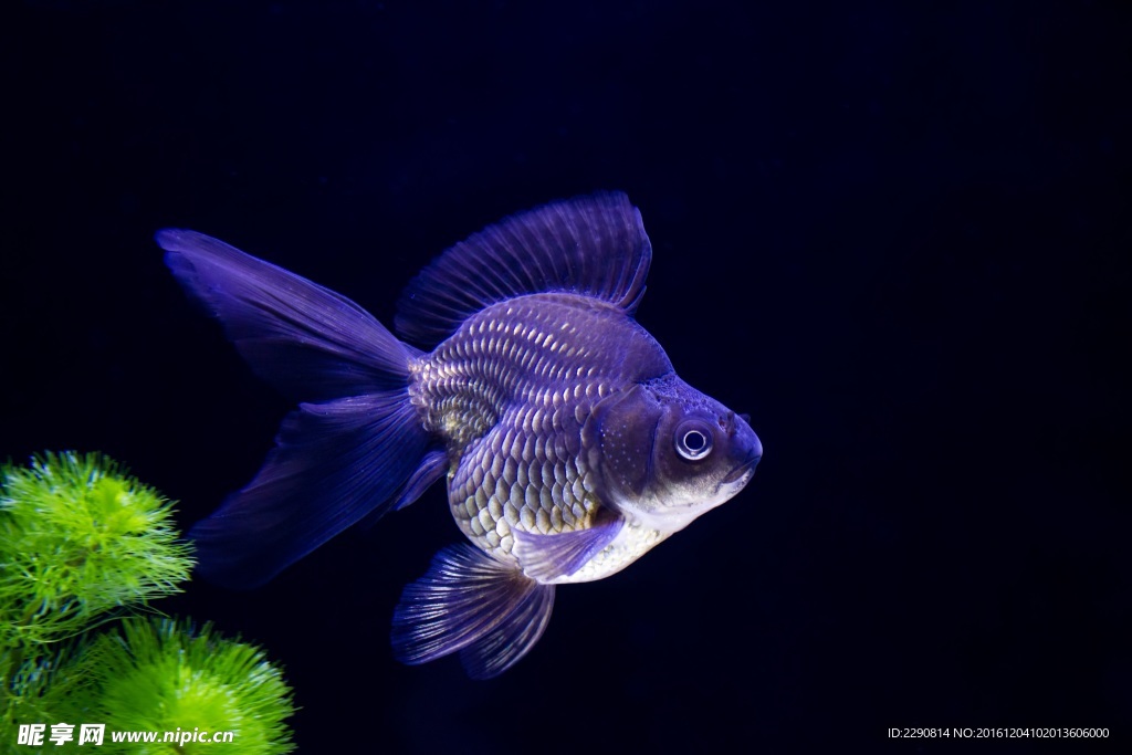 金鱼 鱼 观赏鱼 红鱼 红金鱼