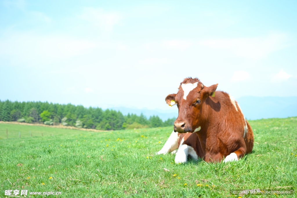 牛 动物 黄牛 小牛 郊野公园