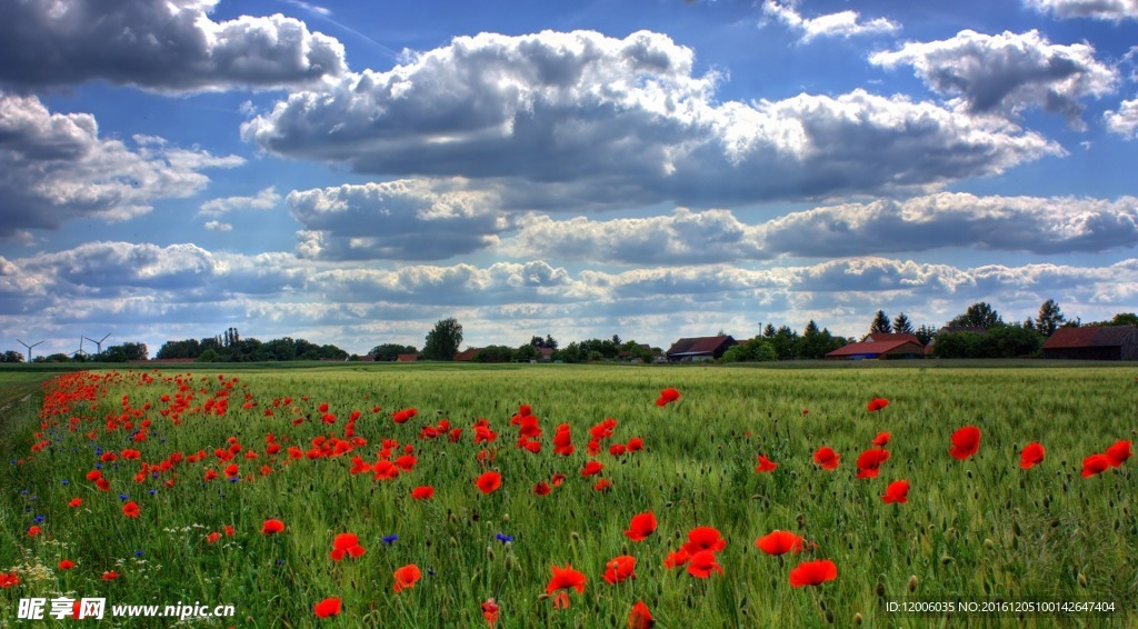 漂亮的植物花卉