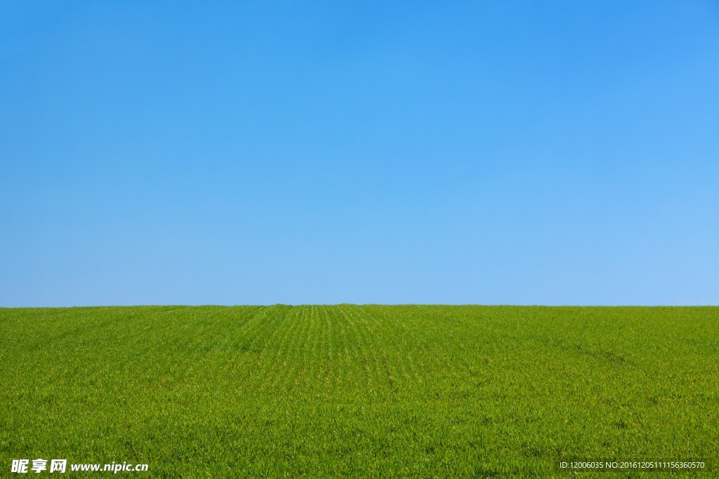 一望无际的草地