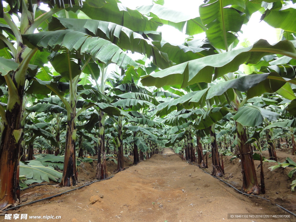 广西金穗集团香蕉种植基地