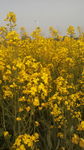 油菜花