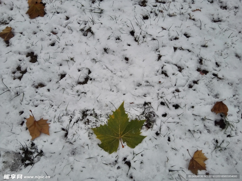 初雪落叶