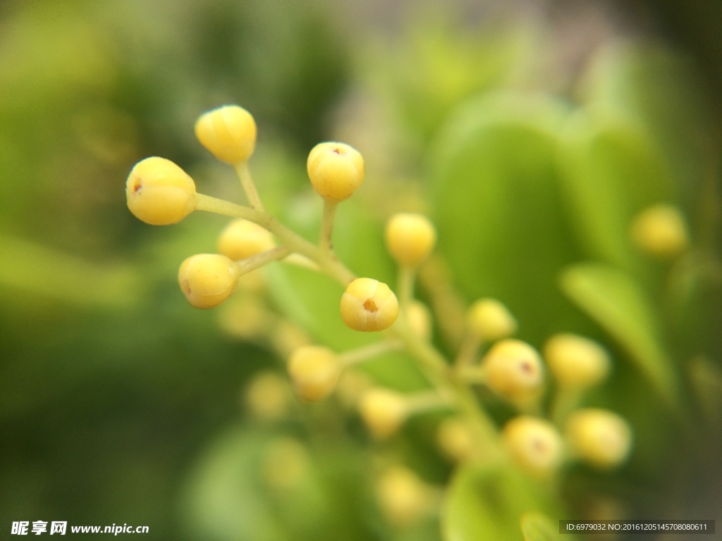 黄色小花苞