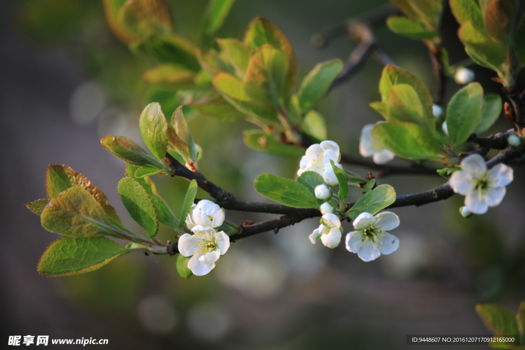 春天白梅花图片