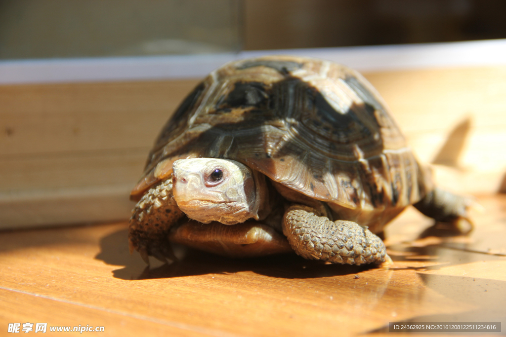 秋天的缅甸陆龟