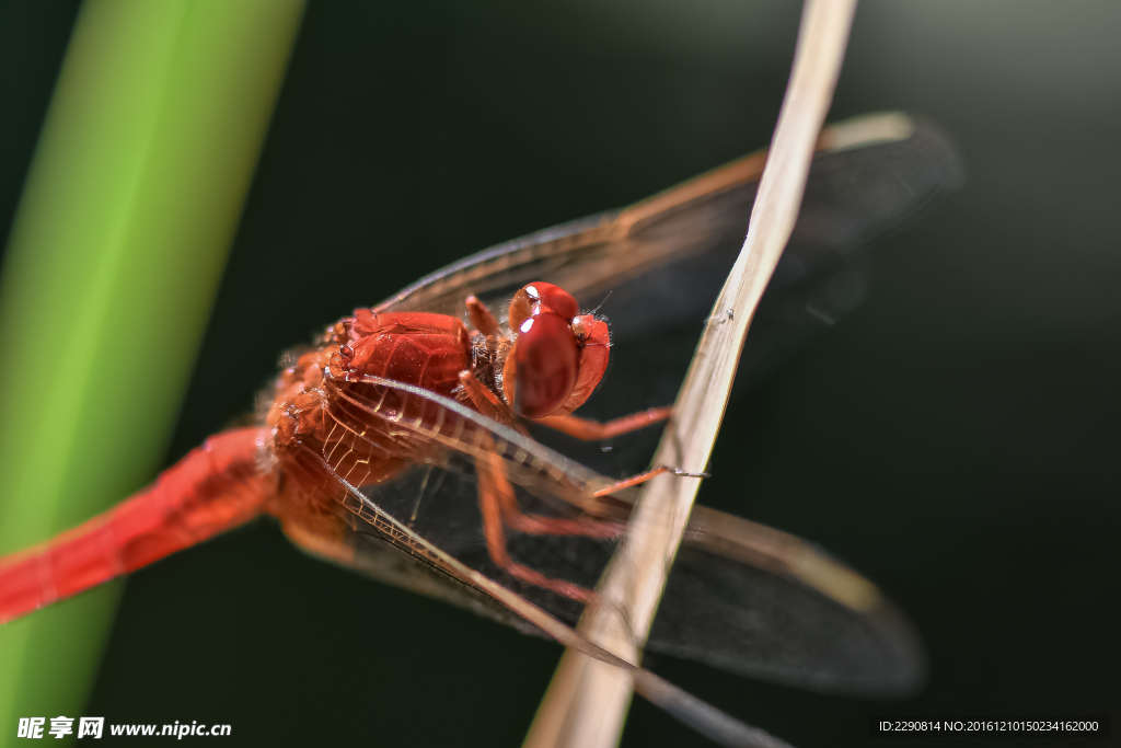 蜻蜓 红蜻蜓 树枝 觅食 昆
