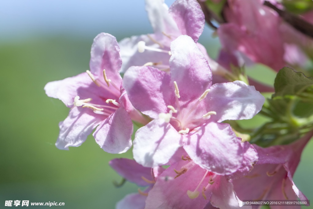淡粉色杜鹃花图片