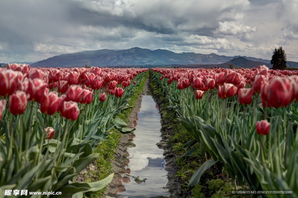 花丛中的小河流
