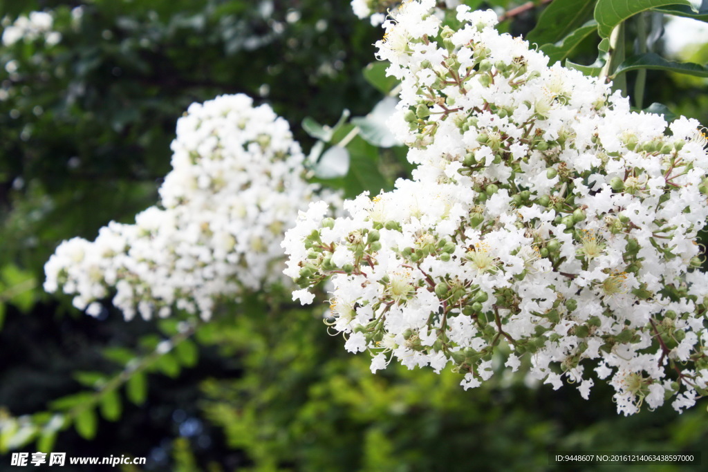 色草本花朵图片