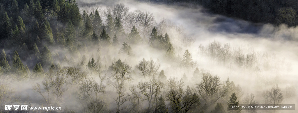 云气缭绕环绕的松树林高清摄影