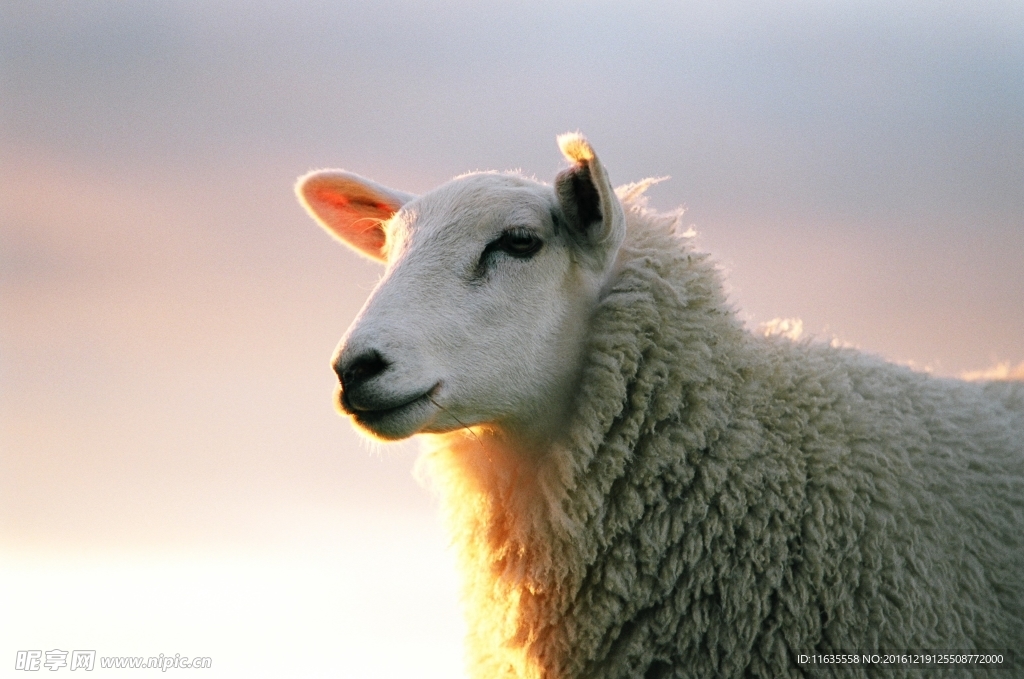 可爱白色绵羊高清摄影图片