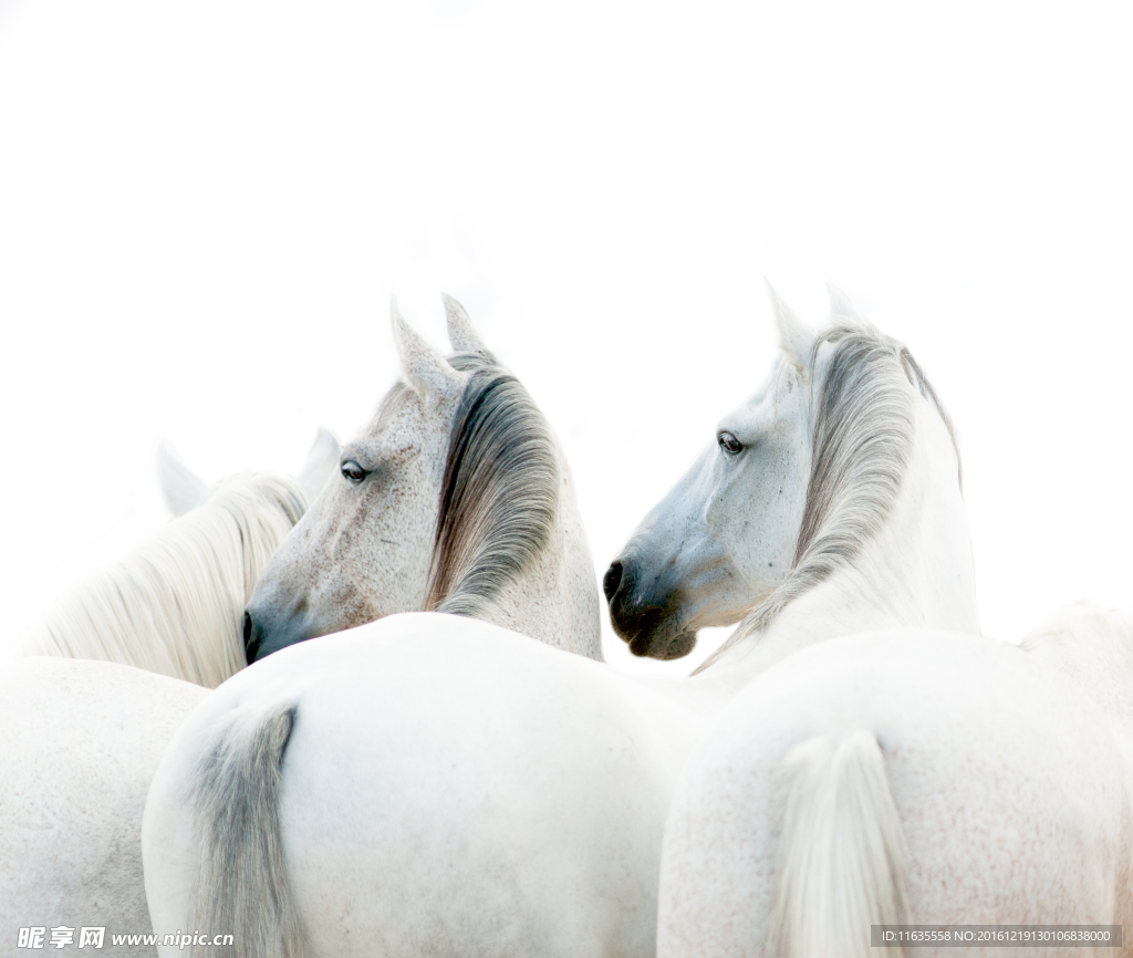 漂亮的白色马头高清摄影图片