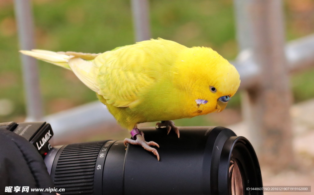 黄色可爱鹦鹉图片