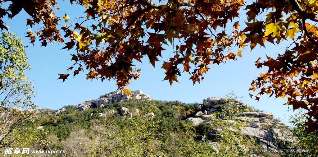 崂山巨峰秋色