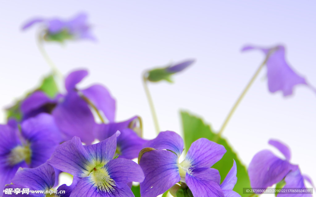 紫色花朵牵牛花