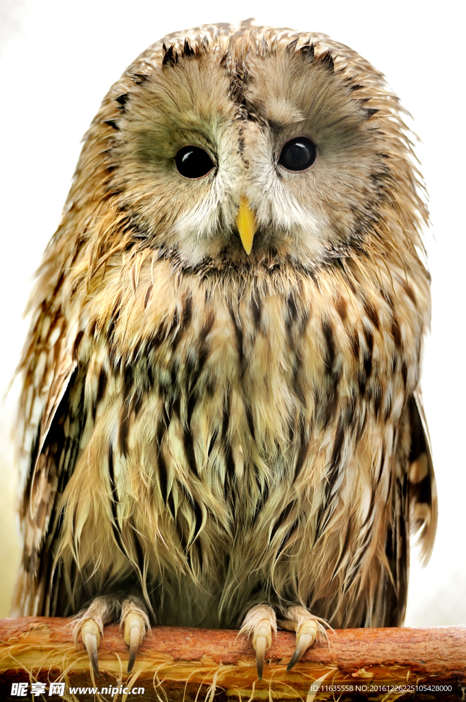 猫头鹰高清图片