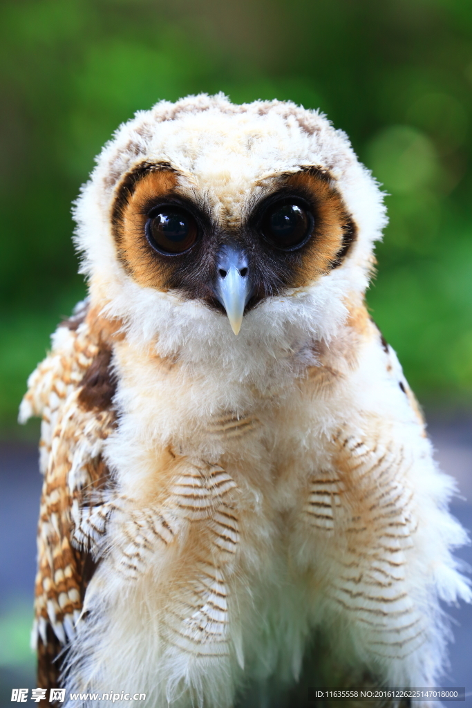 猫头鹰高清图片