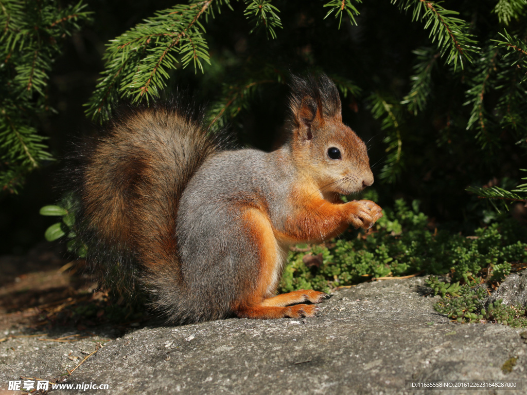 觅食的松鼠高清图片