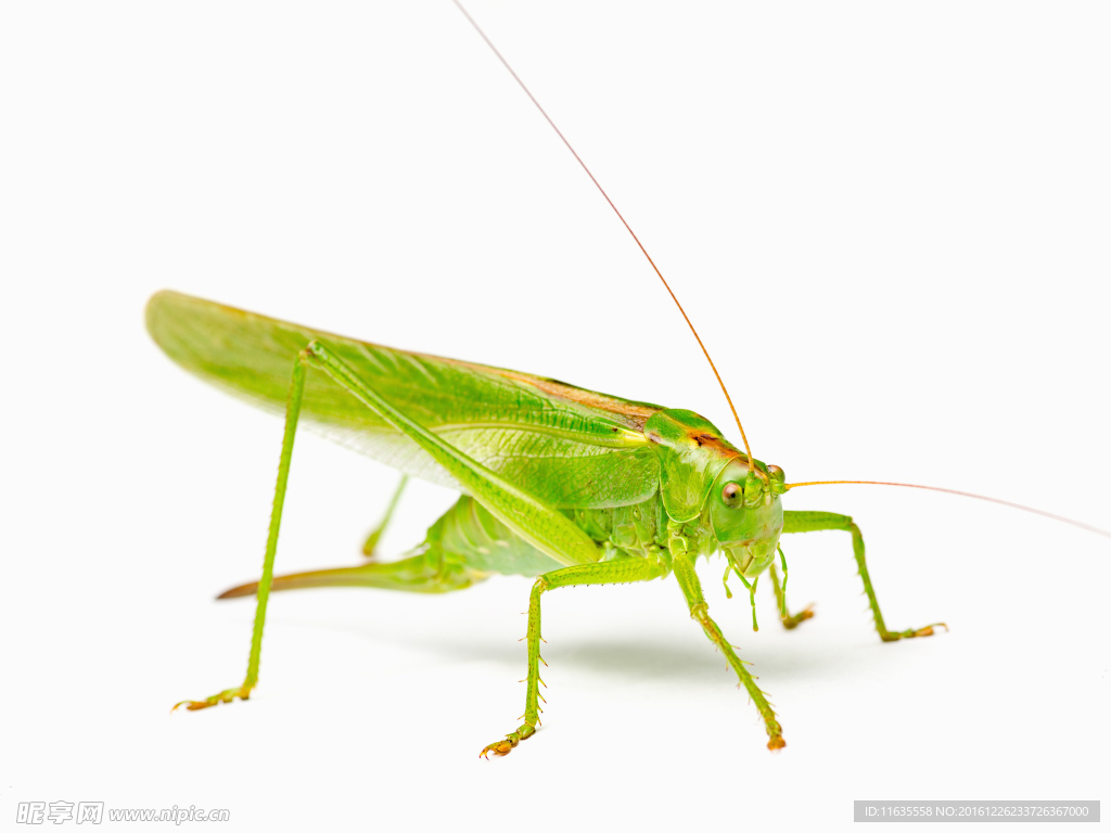 深青色的蚂蚱高清摄影图片