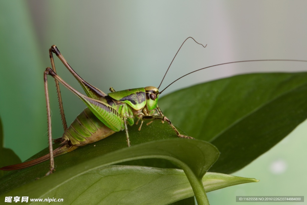 深青色的蚂蚱高清摄影图片