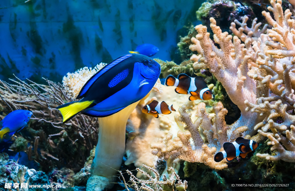 海底世界热带鱼